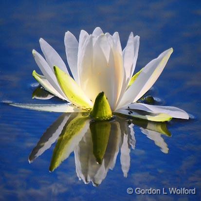 Backlit Water Lily_54181.jpg - Photographed at Ottawa, Ontario, Canada.